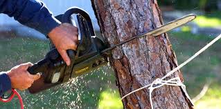 Professional Tree Services in Coral Springs, FL