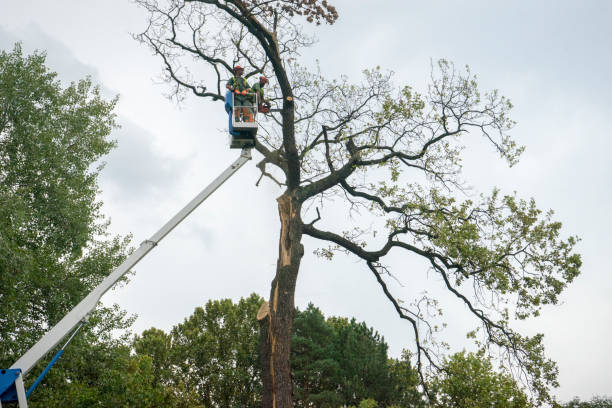 Best Root Management and Removal  in Coral Springs, FL